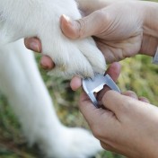 Мультитул Nite Ize Doohickey Pet Tool — дополнительное фото